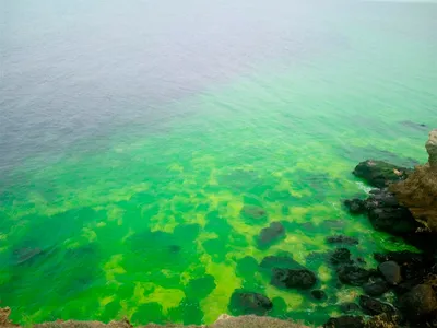 Черное море позеленело (ВИДЕО)