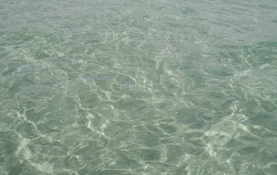 Прозрачная вода Черного моря. Фото Штормового