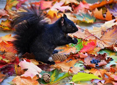Фото белка Листья Осень черные Шишки животное