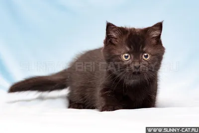 Черный окрас британской кошки - SunRay