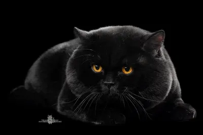 Британская кошка черная - 73 фото