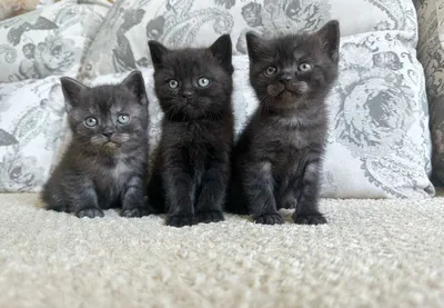 Шикарные Черные Британские короткошёрстные котята: 1 500 грн. - Кошки Киев  на Olx