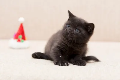Черные британские котята фото