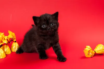 Помет F. Британские котята черных и рисованных вискасных и пойнтовых  окрасов, рожденные 19.04.2017г. от пары британских короткошерстных кошек  Gera MK of MeowClub *BY + Oskar Danian