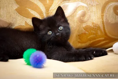 Котенок мальчик британский короткошерстный (британец) черный Sapfir. - Фото  кошек №19371 - SunRay