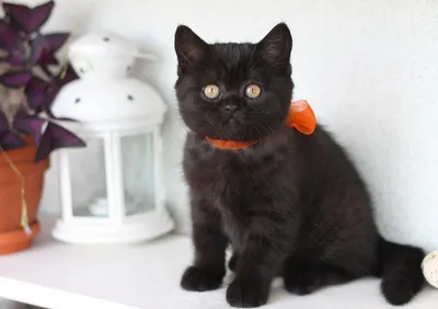 Черные британские коты - картинки и фото koshka.top