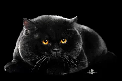 Черные британские коты (58 лучших фото)