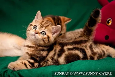 Котенок мальчик британский короткошерстный (британец) черный золотой  мраморный (рыжий) Renaldo. - Фото кошек №18780 - SunRay