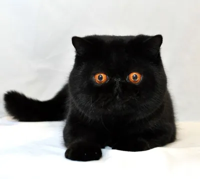 Черный британец котенок - 93 фото