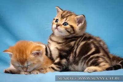 BRI ny 22 - Black golden marble color of British cats. Renaldo Regal SunRay  | Кошки, Кошки и котята, Британская короткошерстна�я