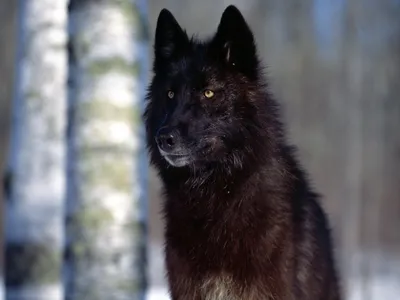 Черный волк - 58 фото