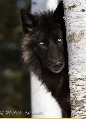 Черный канадский волк - фото и картинки: 68 штук