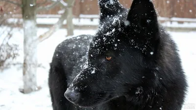 Чёрный волкособ под снегопадом