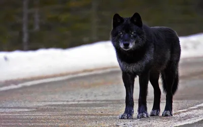 Канадский волк - 138 фото