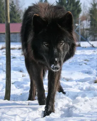 И черный черный волк - фото и картинки abrakadabra.fun