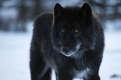 Черный канадский волк (46 фото)