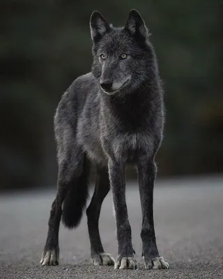 Канадский черный волк - 55 фото: смотреть онлайн