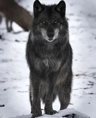Черный волк - 79 фото