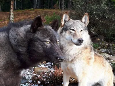 Канадский волк (40 лучших фото)