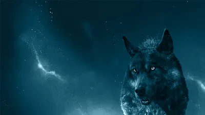 Черный волк - 58 фото