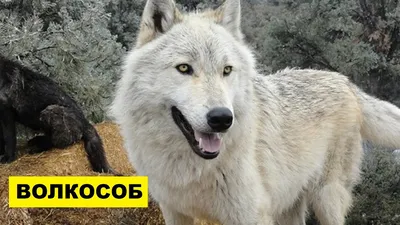 Собака Волкособ плюсы и минусы породы | Собаководство | Порода Волкособ -  YouTube