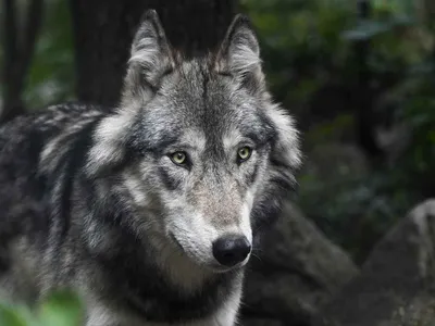 Видео с волками в центре Калуги - Экспресс газета