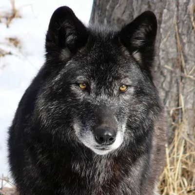 Фото Черный волк с желтыми глазами крупным планом
