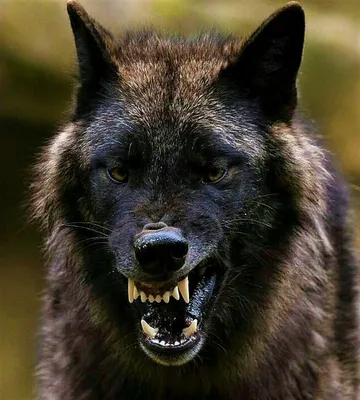 Картинки злых волков (59 фото) - 59 фото