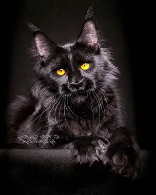 Черная кошка мейн кун (60 лучших фото)
