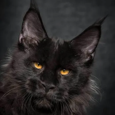Кот мейн кун черный - 75 фото