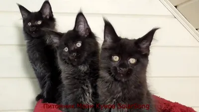 Котята Мейн Кун, чёрный солид, 2.5 месяца - YouTube