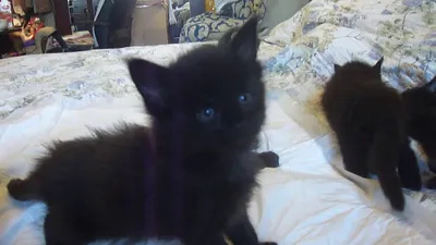 Котята мейн кун 1 месяц, чёрный солид, таби на чёрном и мраморный - YouTube