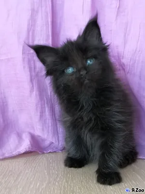Мейн кун чёрный солид — продам котенка в Москве за 25000 ₽ на ZooYa.ru