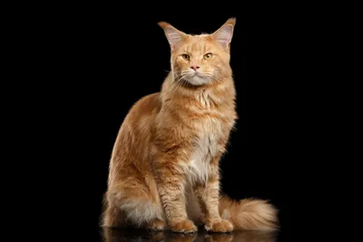 Фотографии Мейн-кун Кошки рыжая животное Черный фон 4645x3097