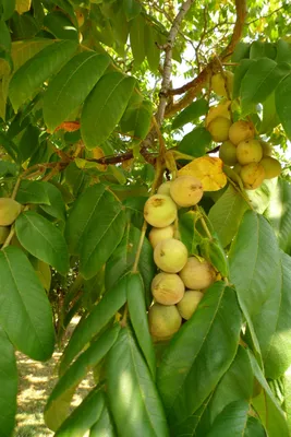 плодовые : Juglans nigra-Орех черный