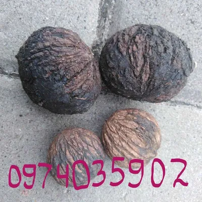 Черный орех Juglans nigra: 200 грн. - Сад / огород Киев на Olx