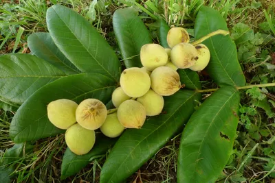 плодовые : Juglans nigra-Орех черный