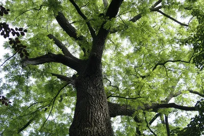 Орех чёрный – дерево и древесина – Juglans nigra