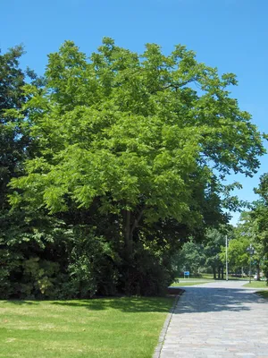 Орех чёрный – дерево и древесина – Juglans nigra