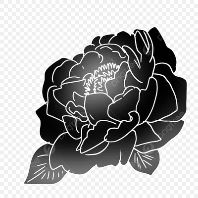 иллюстрация черного пиона PNG , пион, цветок, черный пион PNG картинки и  пнг PSD рисунок для бесплатной загрузки