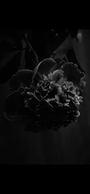 Черный пион цветок - 83 фото