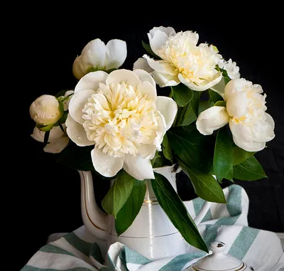 Фото белых пион Цветы Кувшин на черном фоне
