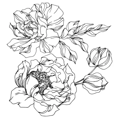 Лицензионное векторное графическое изображение Пион Цветочные Ботанические  Цветы. Дикий Весенний Цветок