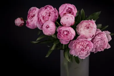Розовые пионы на черном фоне - 82 фото