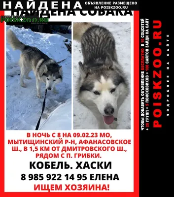 Найдена собака Хаски Москва, серо-черный.. №168811