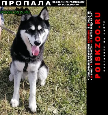 Пропала собака Пропала Хаски Санкт-Петербург, айко, чёрный с карими  глазами, очень активна добрая. к людям идёт с охотой сразу все облизывает..  №156076