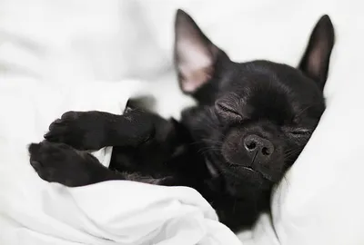 Chihuahua чихуахуа dog собака чёрная чихуахуа, собака спит | Чихуахуа,  Собаки, Породы собак