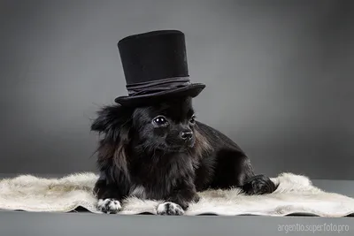 Картинка Щенок Чихуахуа Собаки шляпе Черный животное