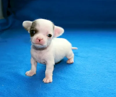 Чихуахуа мини щенок (60 лучших фото)