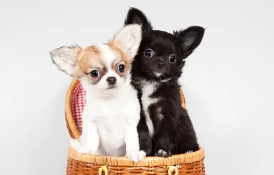 Фото щенков Чихуахуа собака вдвоем Животные